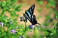 Butterflies - Earthly Delight - Digital Photography By Heather